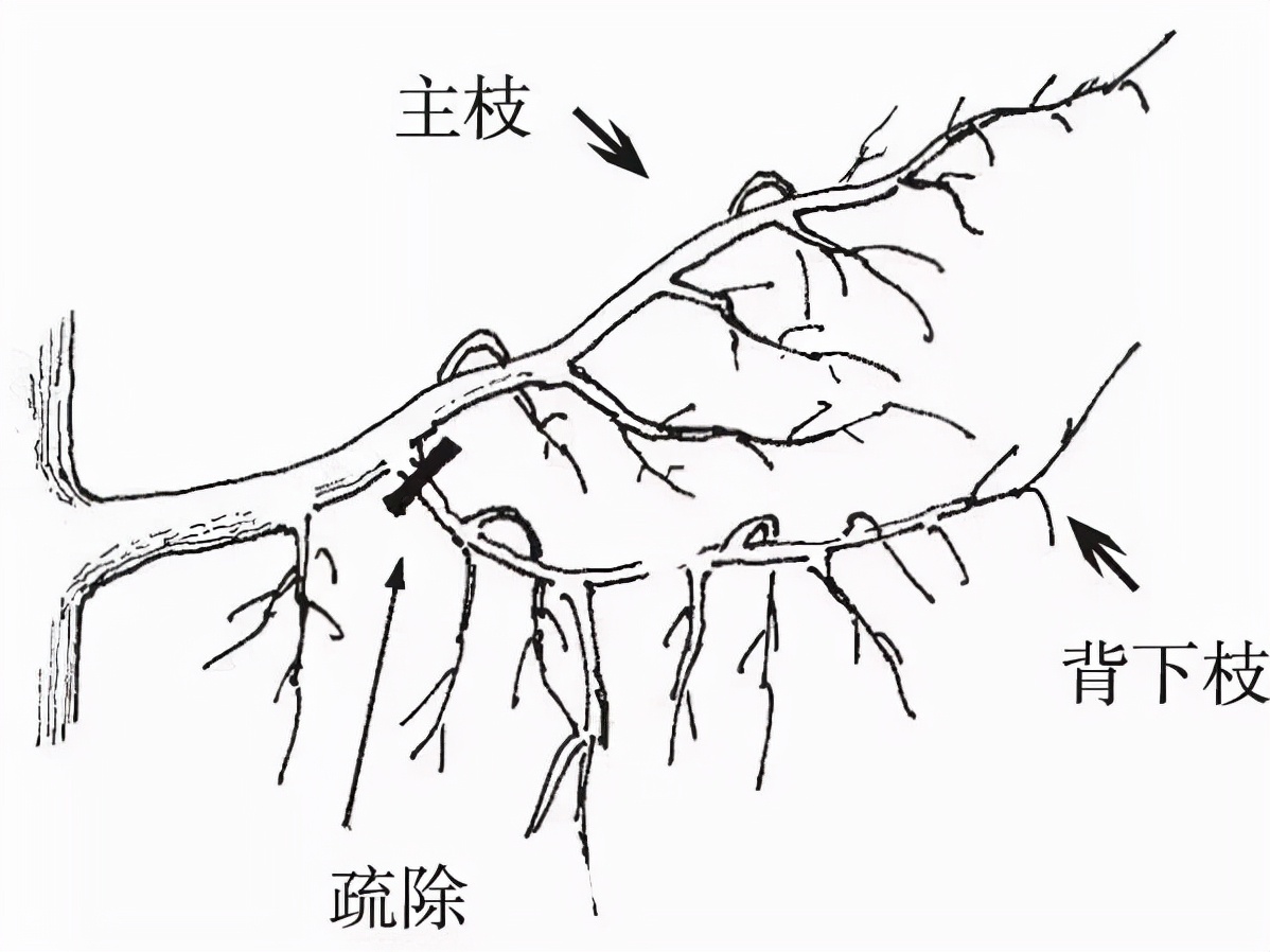 柑橘树夏梢怎么剪,柑橘采果后冬剪怎么剪法