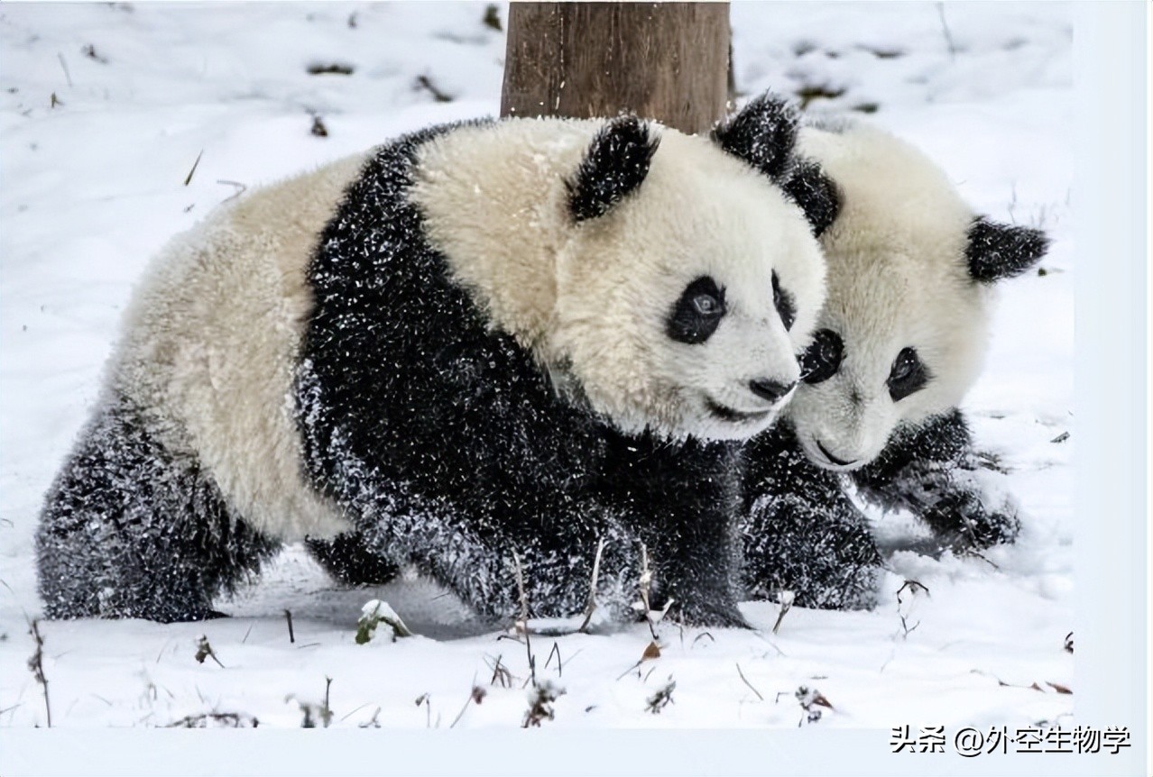 野生小熊猫的生活视频,大熊猫竹林真实图片