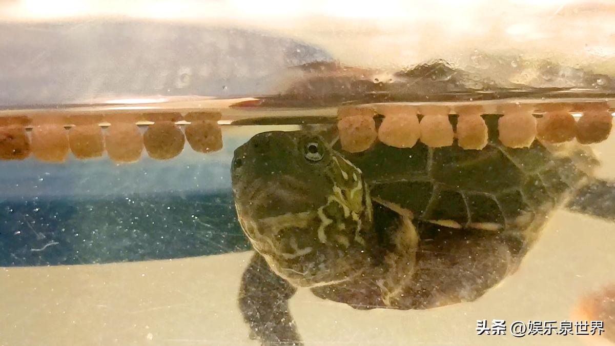 小乌龟不知道怎么吃东西怎么办,小乌龟怎么都不吃东西