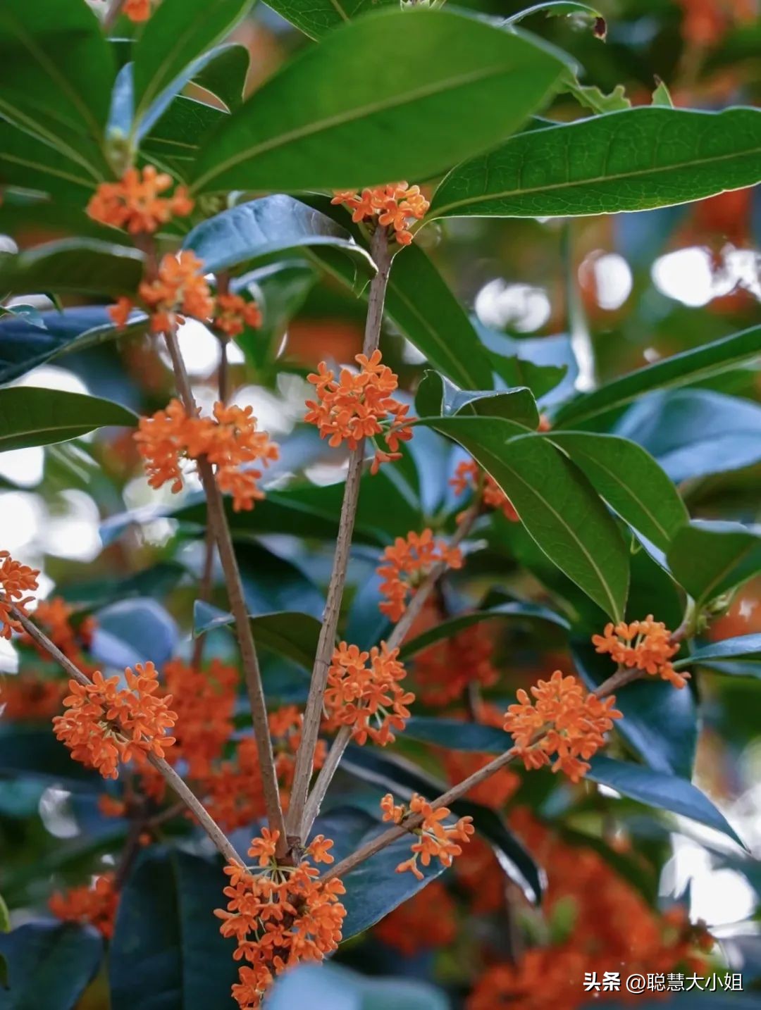 南京赏秋枫叶,南京秋天赏枫叶好去处