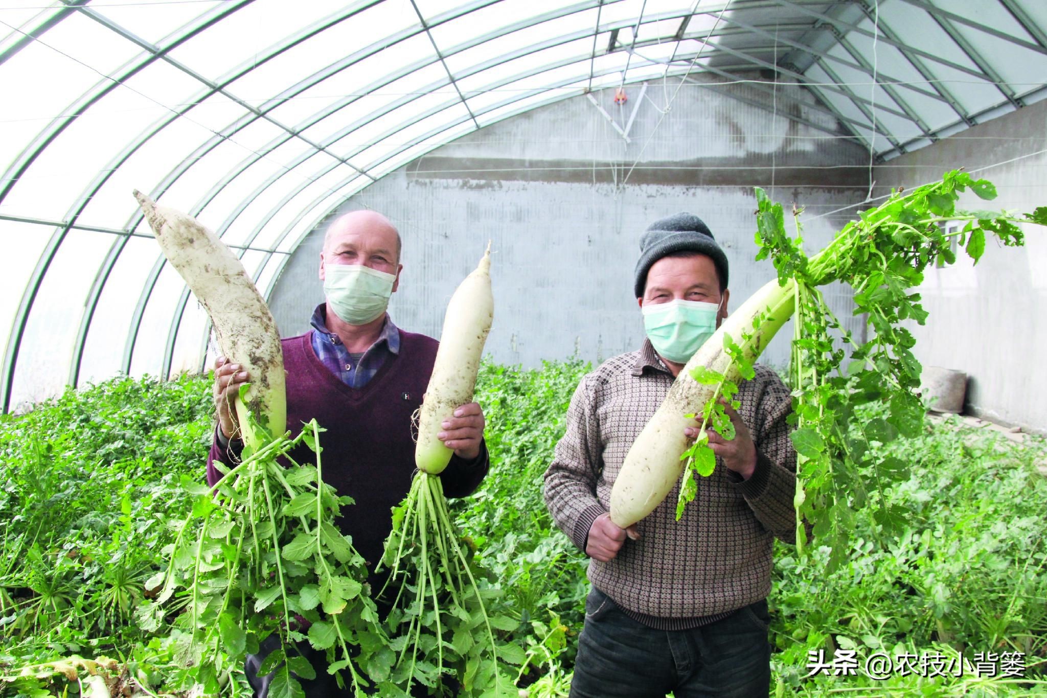 植物生长调节剂作用效果稳定原因,碧护生长调节剂药害