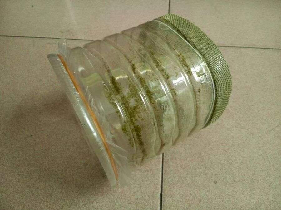 原生的斑马鱼会长蝶翼吗,原生斑马鱼会跳吗