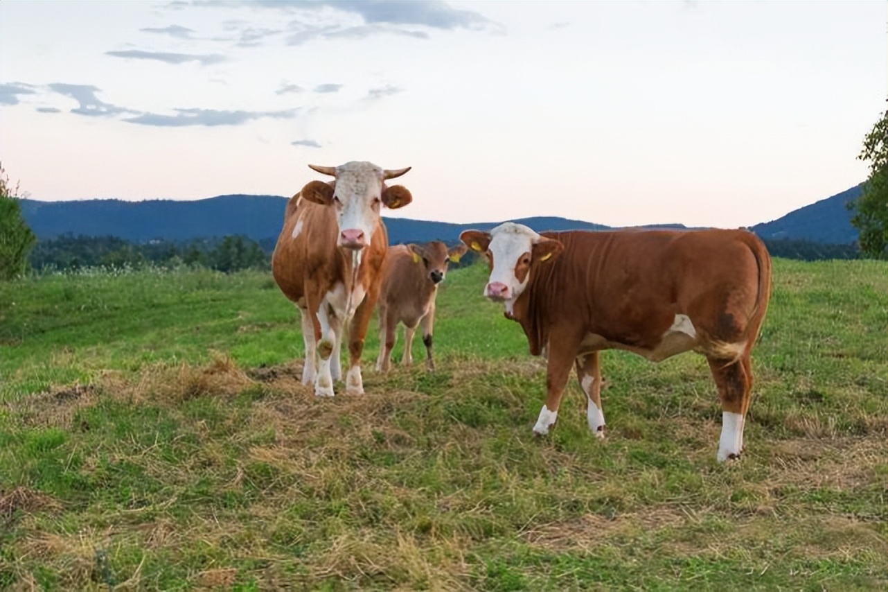 用什么料喂牛养得快,喂牛怎么喂才长得又快又肥