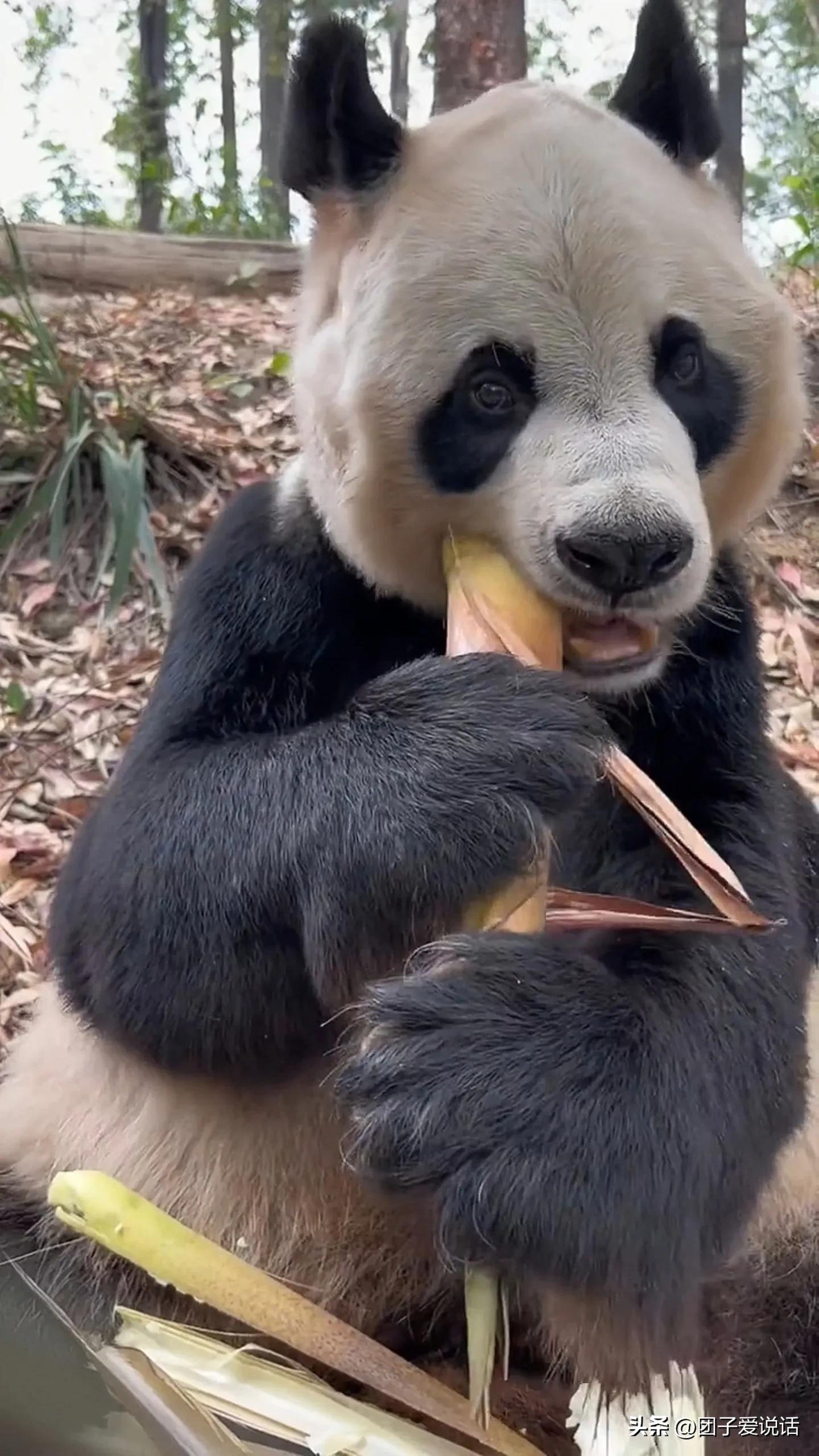 广州长隆野生动物园的大熊猫,广州长隆野生动物世界大熊猫