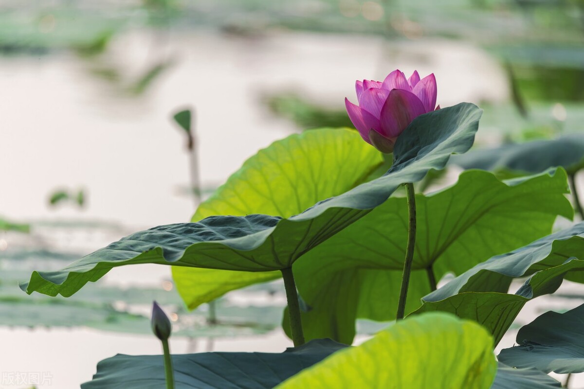 鏉ユ澂2024鍏ㄧ硸鍘诲啺濂惰尪鍥剧墖,鏉ユ澂2022鍏ㄧ硸鍘诲啺閰嶄粈涔堝浘