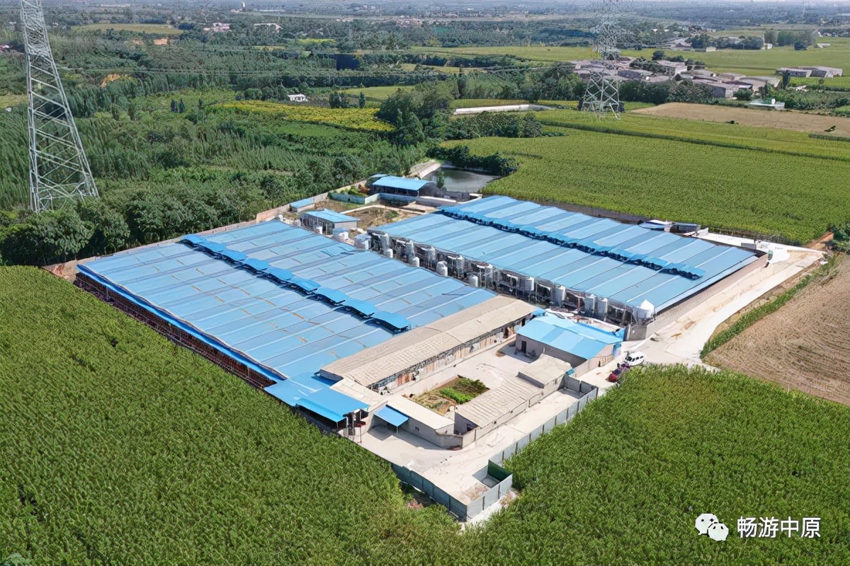 与银发牧业合作养猪1000头利润,河南银发牧业有机肥