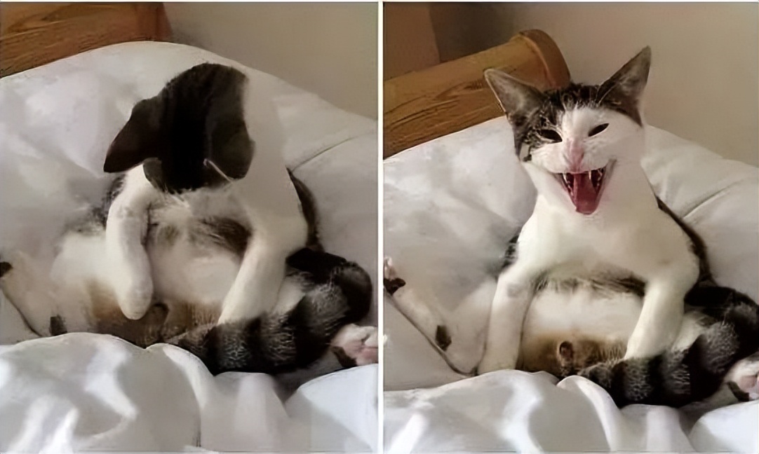 你必须要知道的宠物知识,猫咪必须打完三针疫苗才能绝育吗