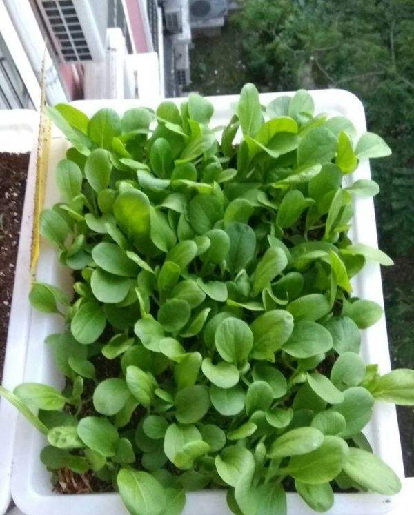 3种蔬菜,种快速生长的青菜的方法和步骤