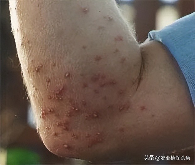 外来入侵物种动物名单,外来物种昆虫有哪些