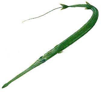 全球十大蓝色动物盘点,全身绿色站立的动物