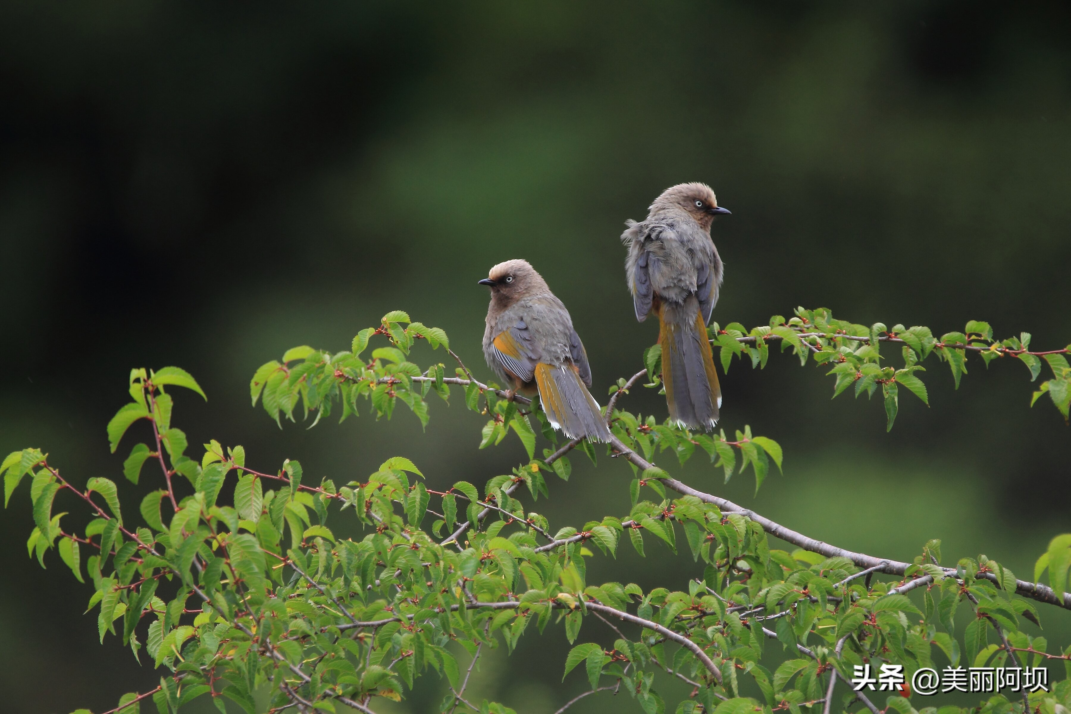 景区推荐附近动物,适合乡村景区动物推荐