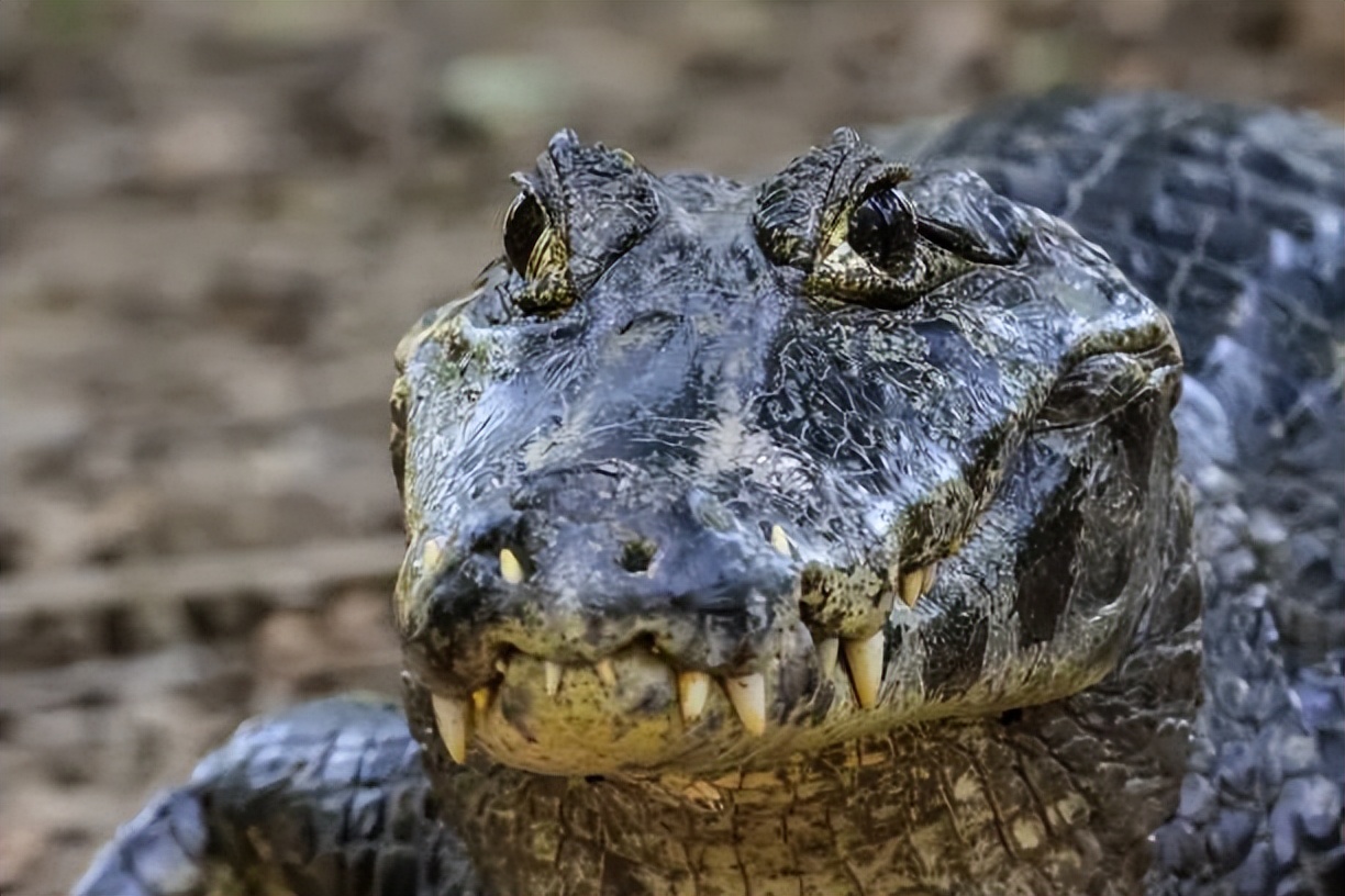 鳄鱼一口咬掉一半,鳄鱼被同类咬掉下颚