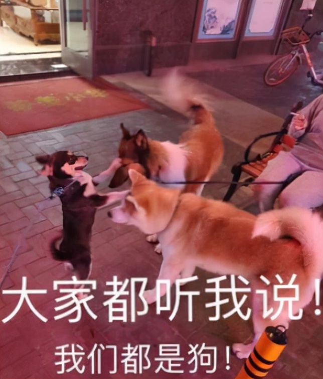 鍝堝埄娉㈢壒鎵嬫父2023鏈嶈鐩村敭,鍝堝埄娉㈢壒鎵嬫父鏂板搧