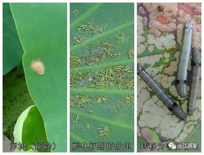 莲藕病害一览表,莲藕的营养价值及病虫害防治