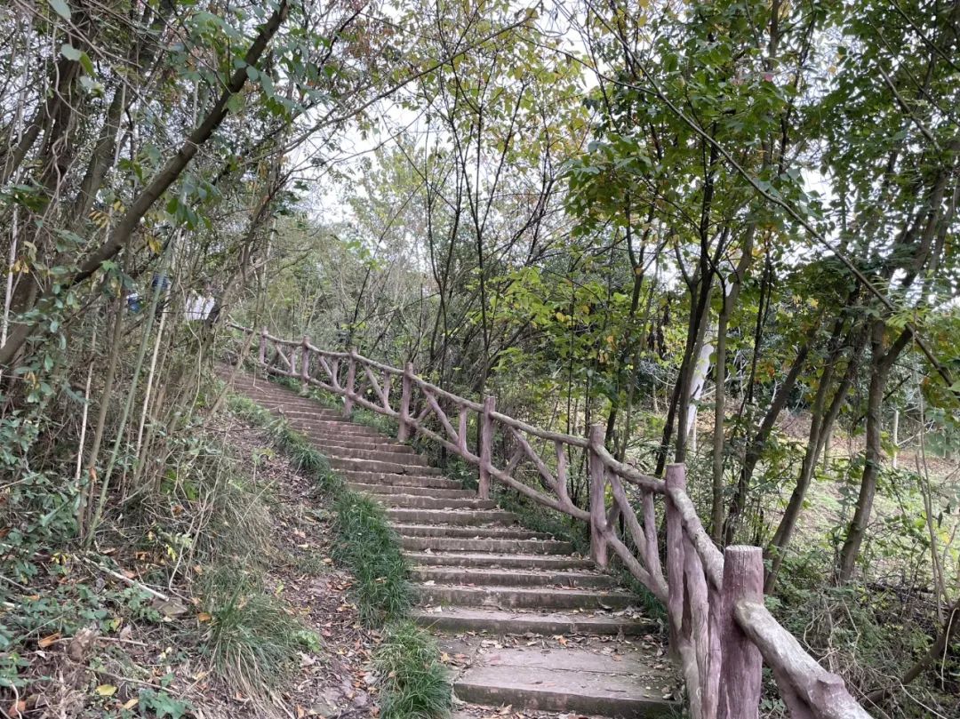 成都旅游豌豆尖,成都仰天窝近郊爬山推荐