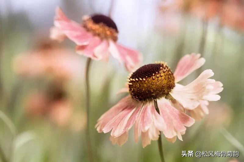 地上的花开万紫千红,心中有花香人生四季皆风景