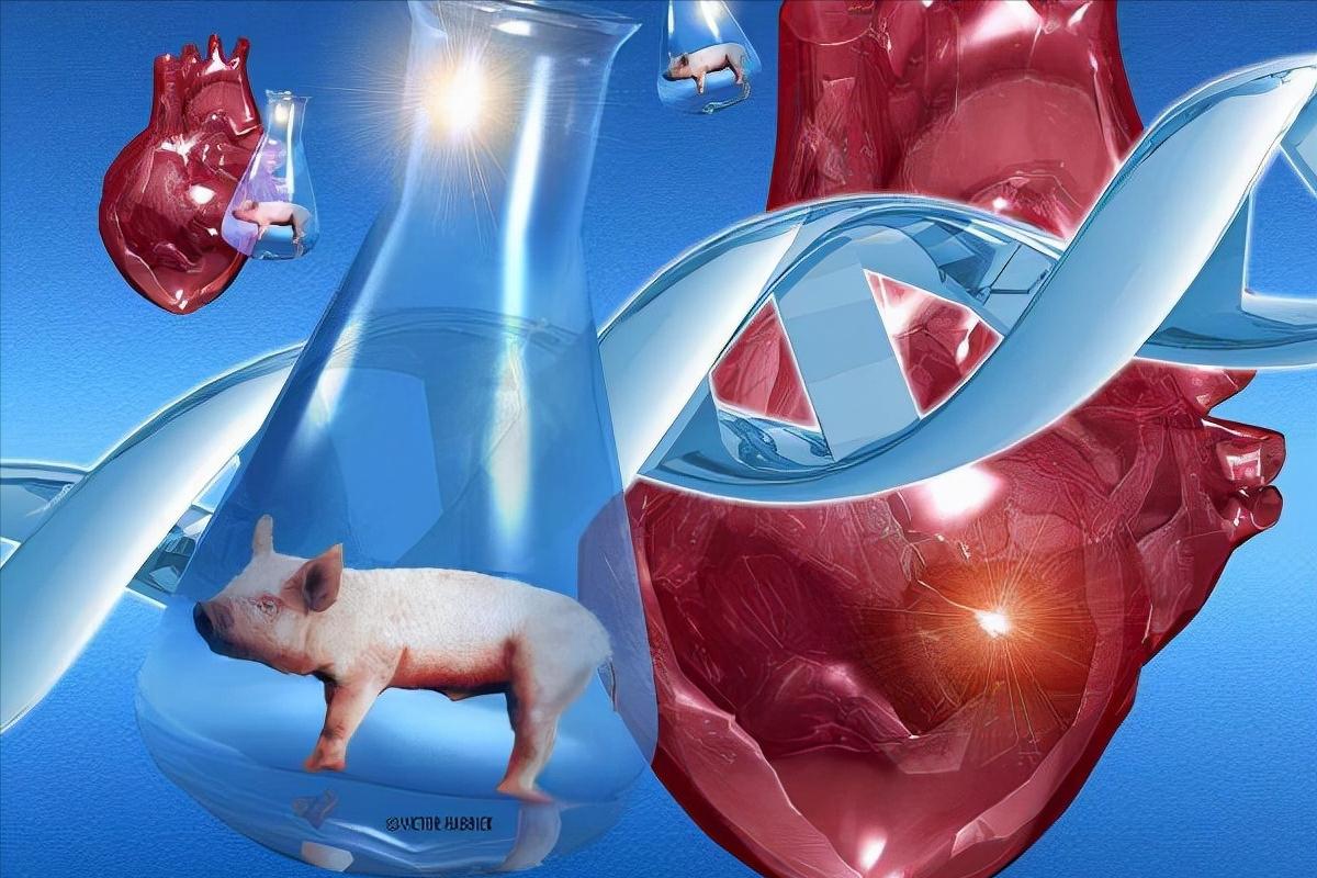 猪肾移植到人体能产精吗,猪肾移植到人身上成功了吗