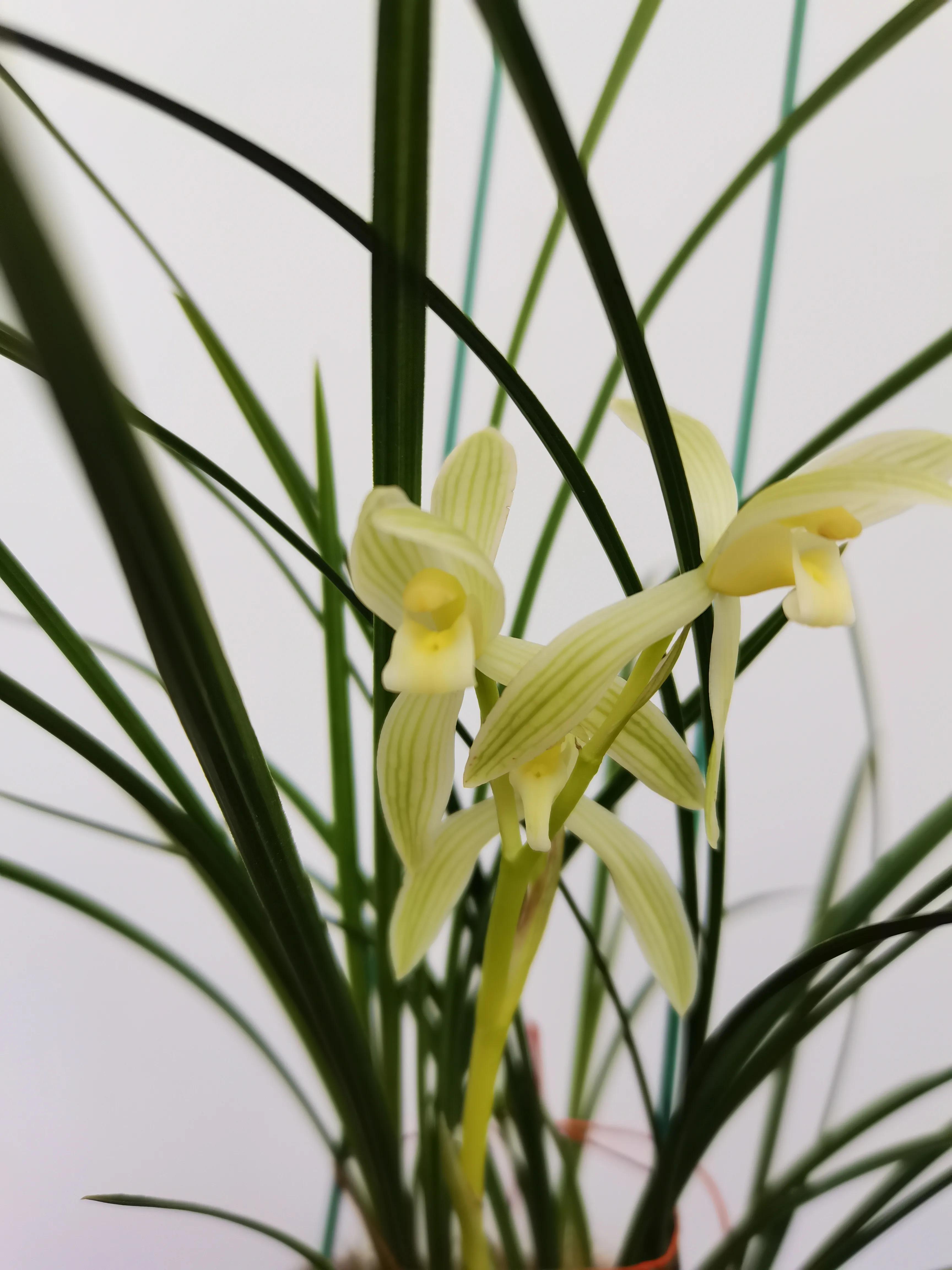 云南小雪素哪里的质量最好,云南兰花小雪素