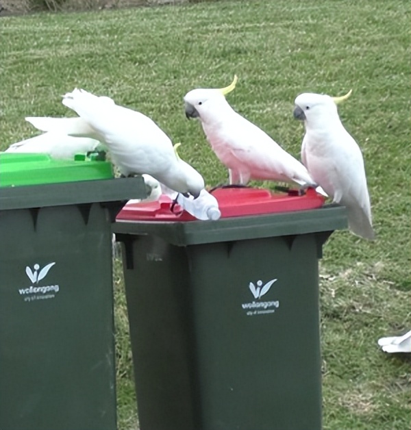 人鸟大战不断升级，想阻止鹦鹉乱翻垃圾桶太难了