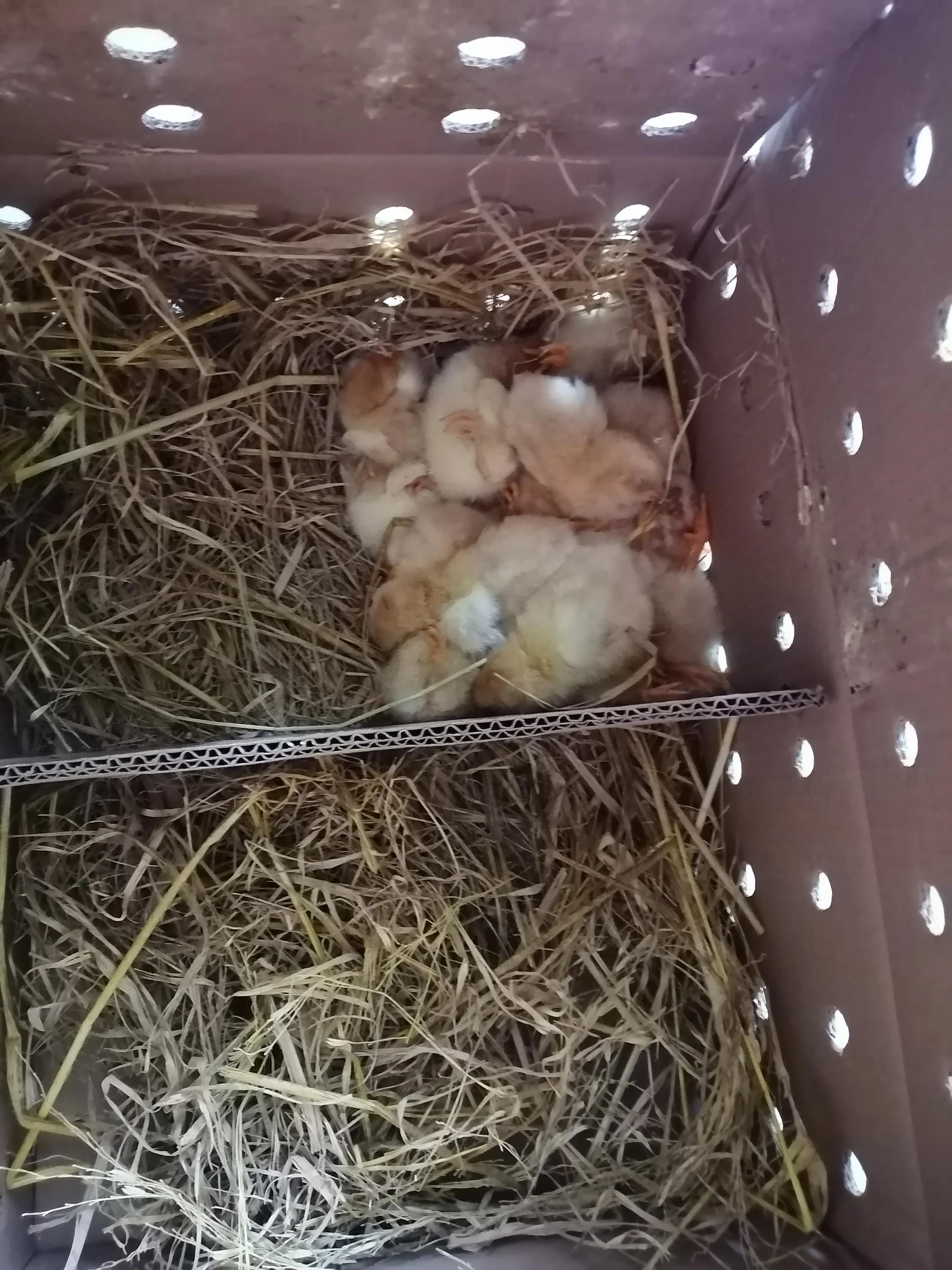 在网上买小鸡仔,买小鸡仔