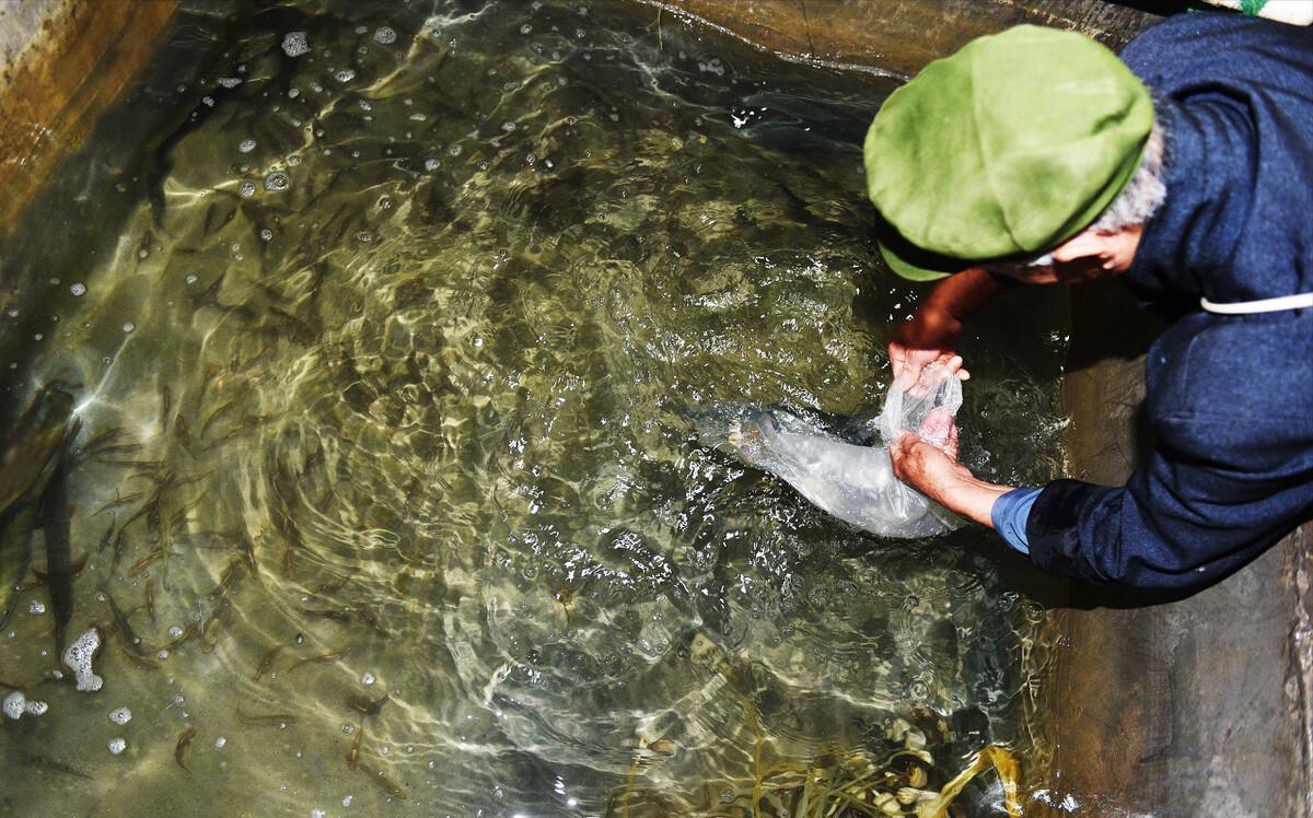 重庆“鱼坑”变鱼库,父子日捞1000斤赚12万!长江禁渔是救命草?