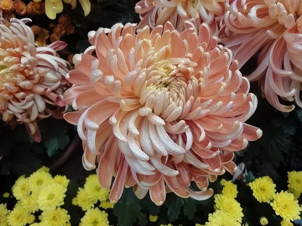 中国十大名花排行榜及图片,中国十大名花明细