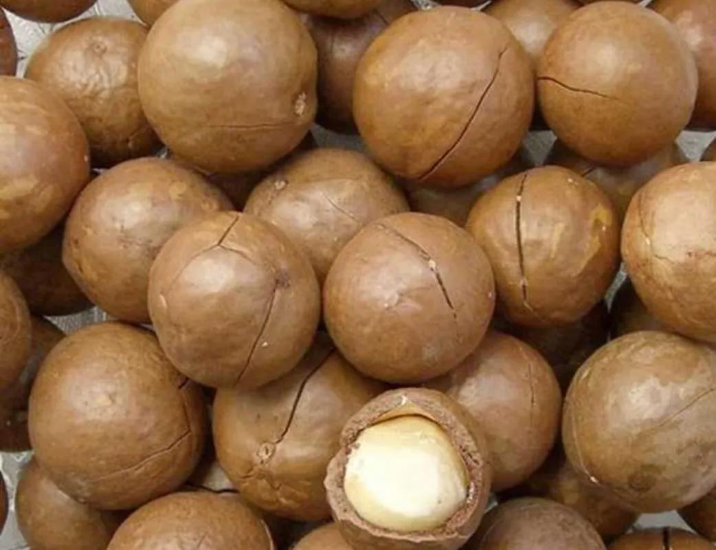 夏威夷果为什么吃着有奶香味,夏威夷果是澳大利亚的吗