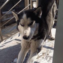 哈士奇为什么成了宠物,哈士奇为什么成了宠物狗