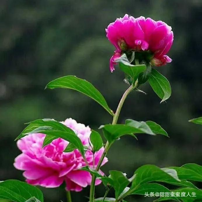 我想你了怎么办高情商回答,怎么办我想你了韩语