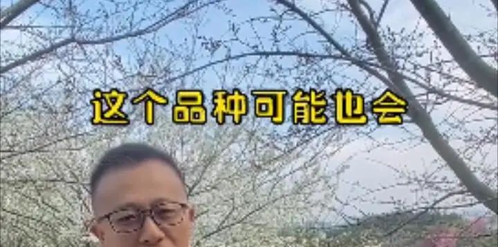 螺蛳粉味儿的樱花,带螺蛳粉味的樱花