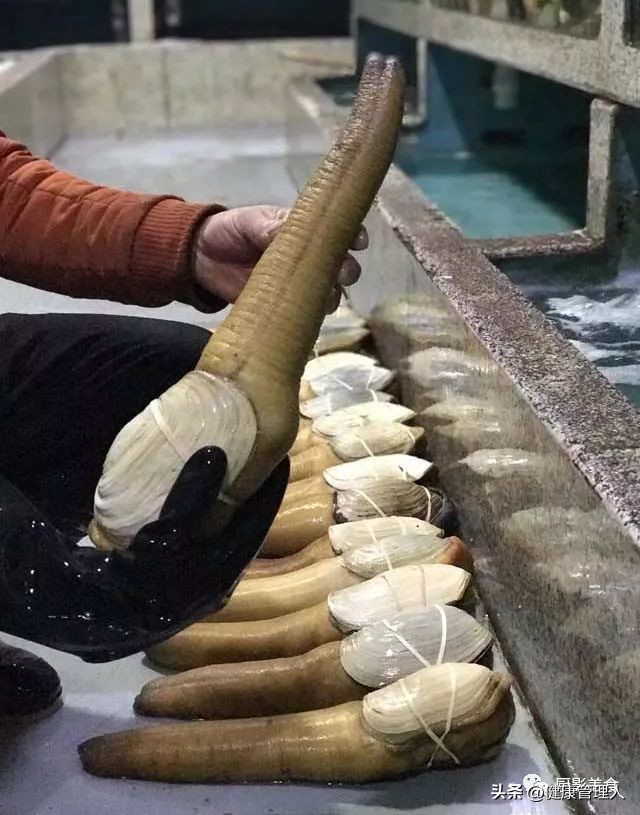 世界顶级海鲜食材,世界顶级的海鲜视频