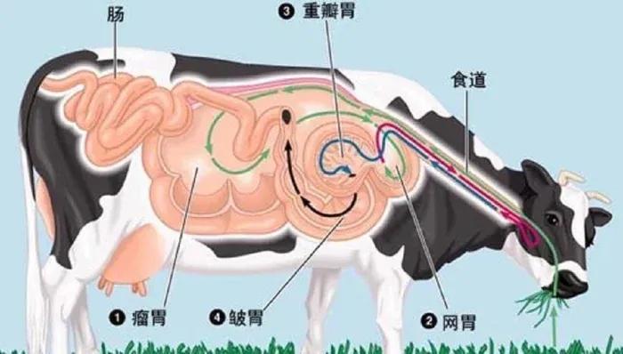 为什么外国牛身上会被开洞,牛身上打了个洞还能活多久