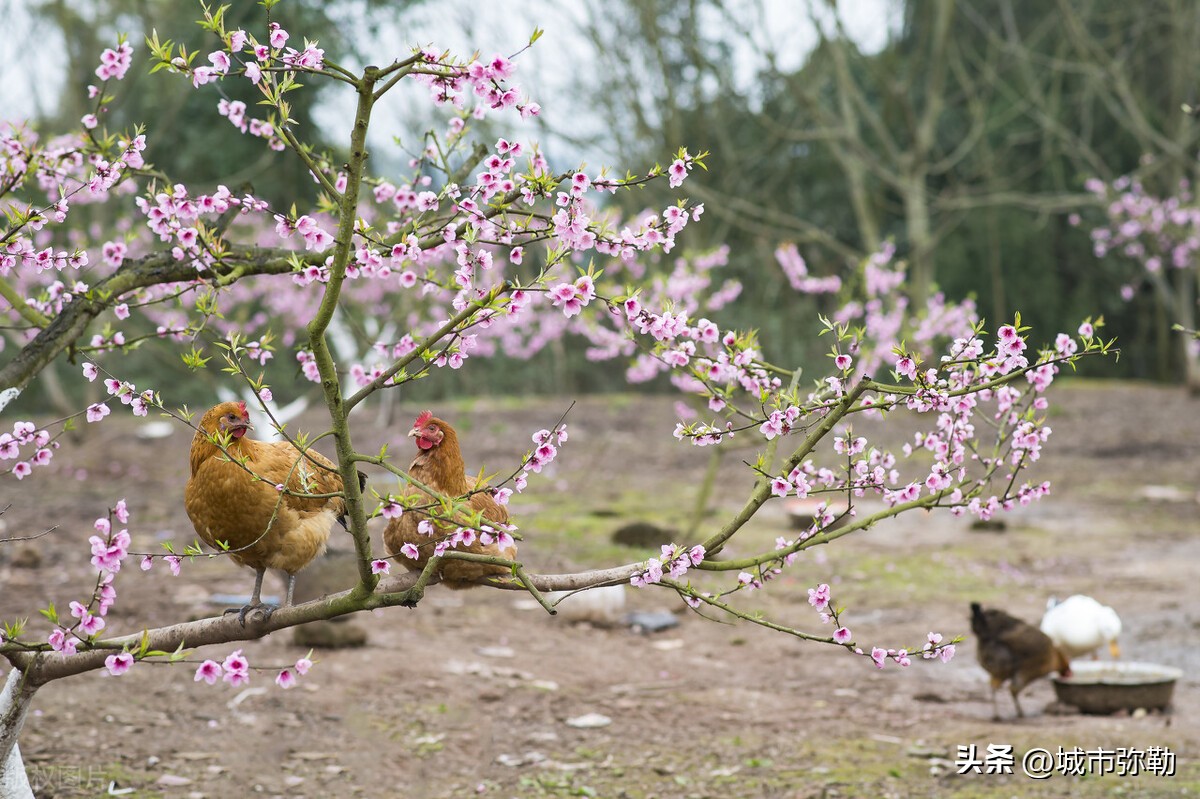 一条河散文,河边的桥散文