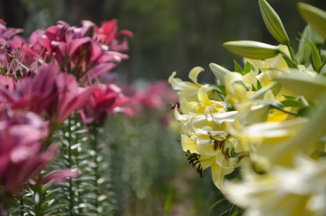 百合花花语大全唯美诗句,赞美百合花诗句经典名句