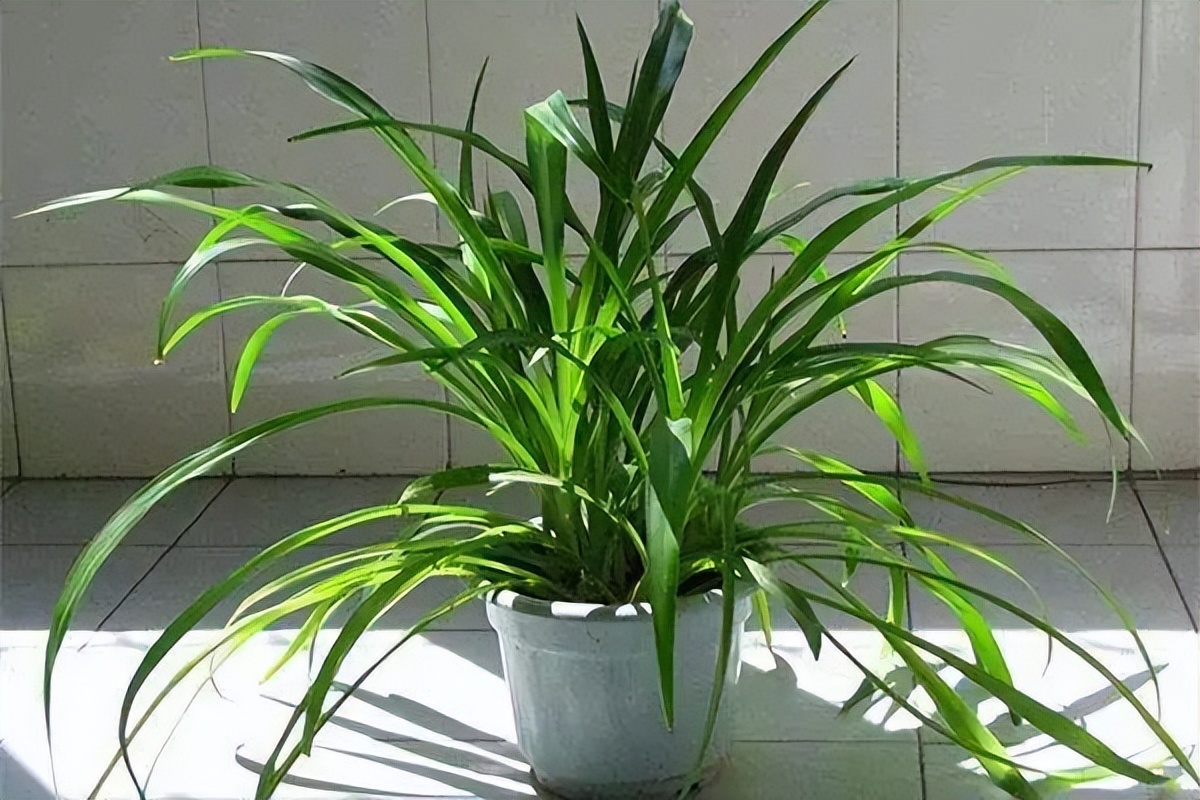 种什么蔬菜可吸甲醛,适合家庭种植的除甲醛植物