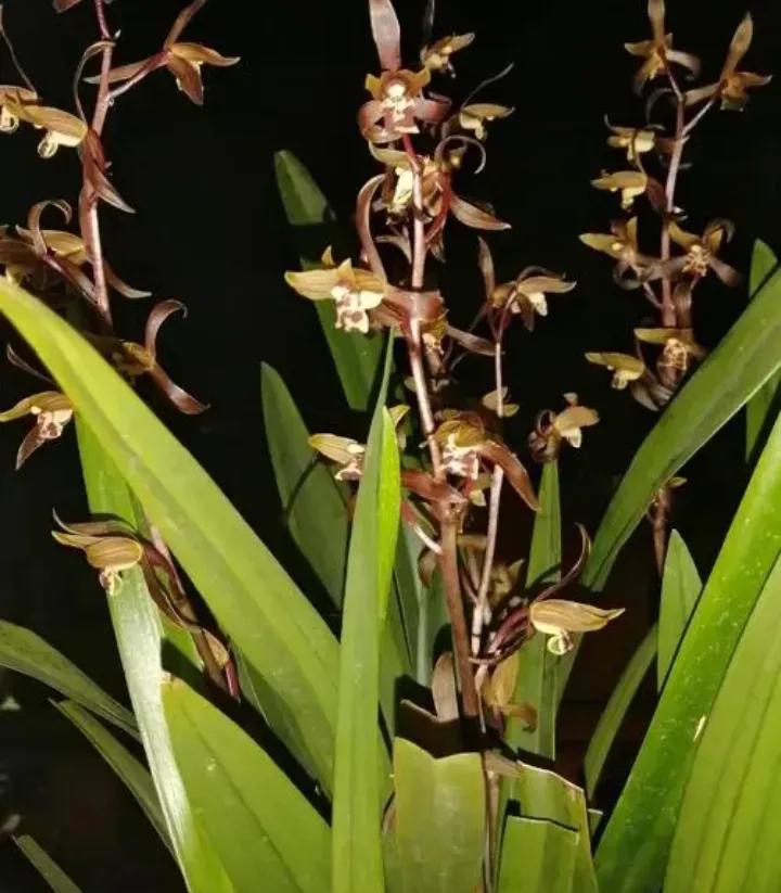 大红袍兰花是什么品种,兰花的品种什么最好