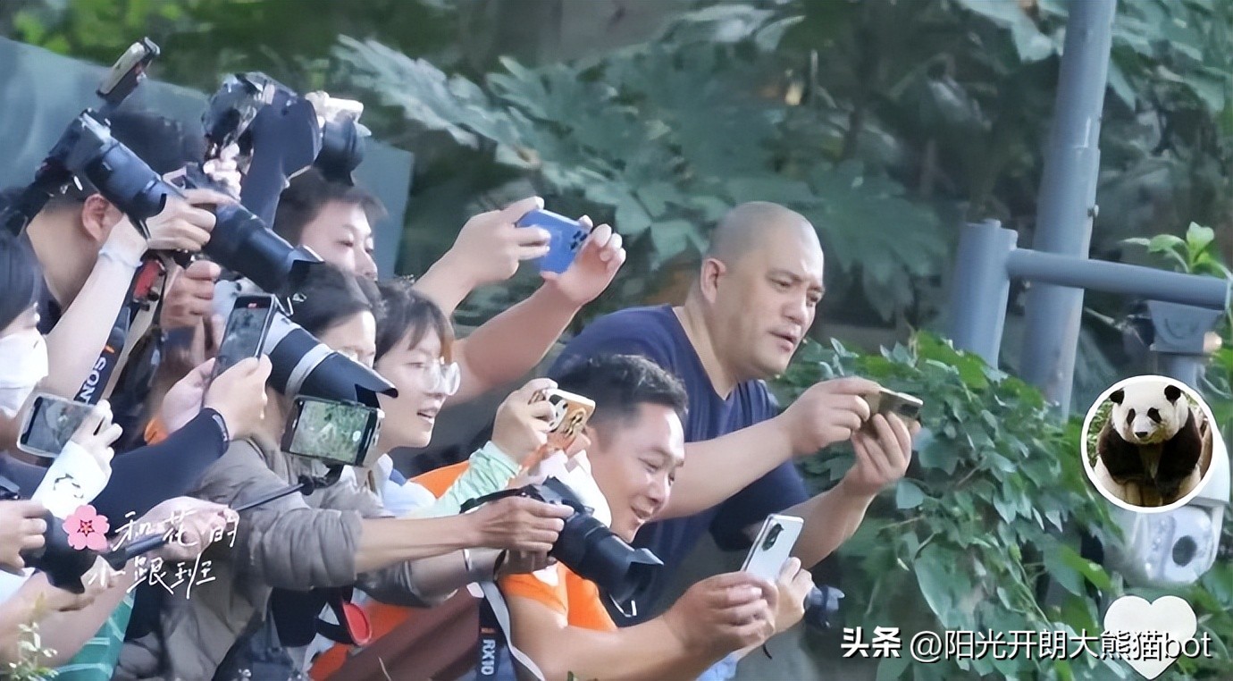 熊猫界的三大顶流视频,熊猫界四大顶流组合