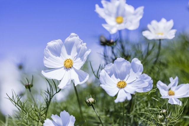 大姨妈量少怎么办,大姨妈来了怎么缓解疼痛