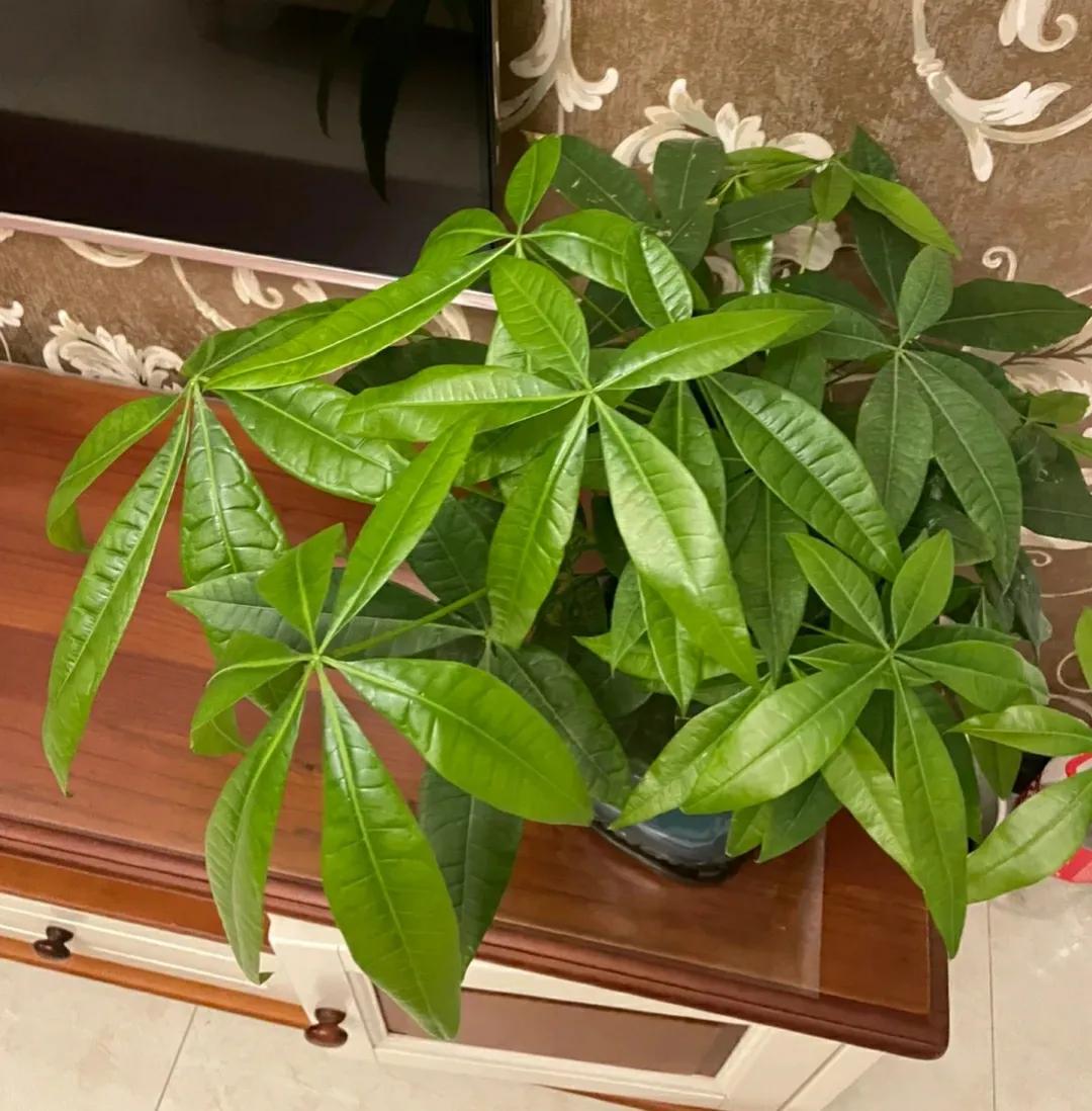 7叶发财树怎么养才能旺盛,发财树七八月份怎样施肥