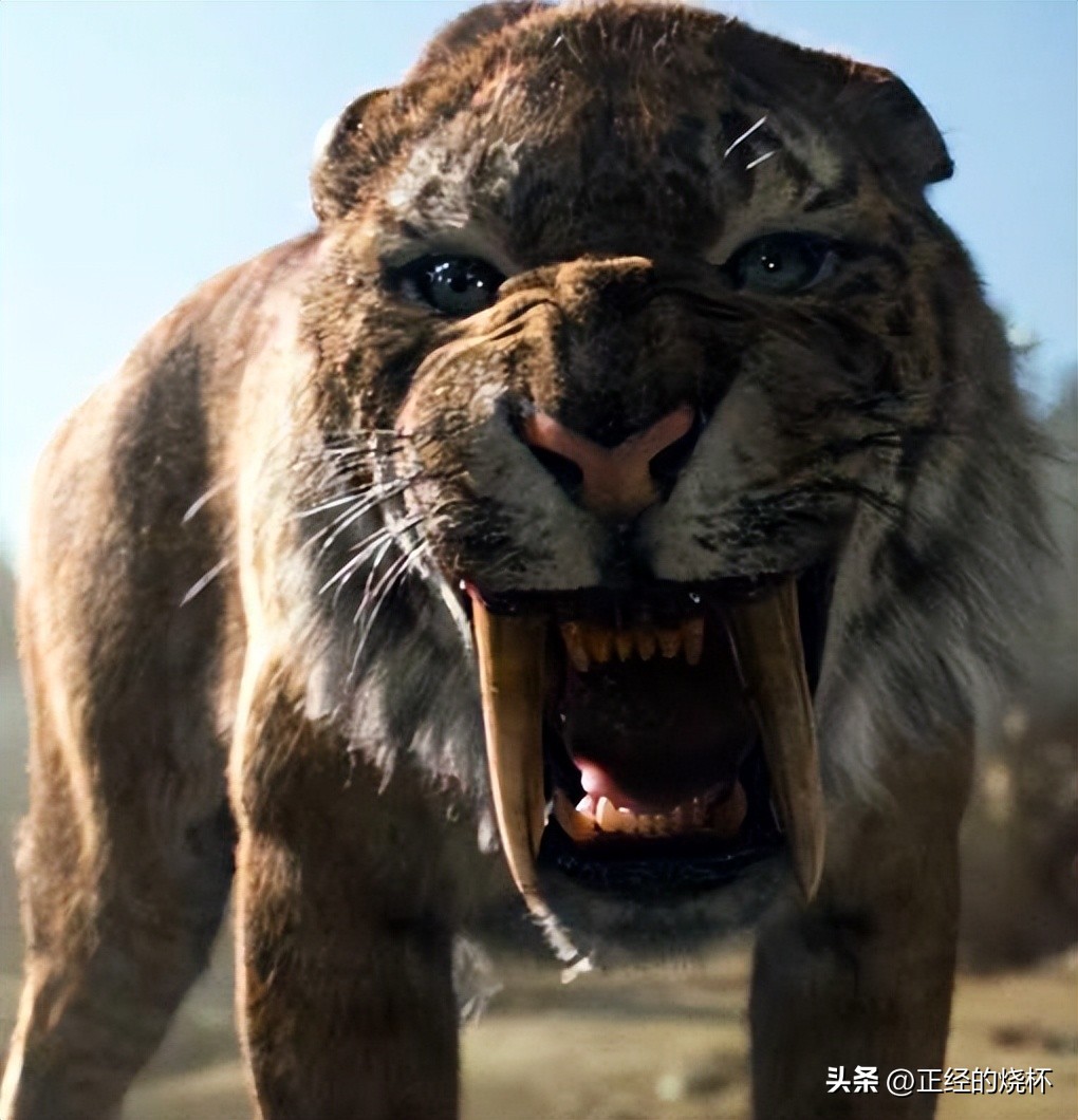 剑齿虎与人类的体型对比图片,剑齿虎最怕什么物种