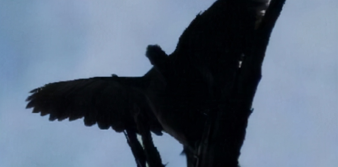 青岛上空凤凰,自然界有真凤凰鸟吗