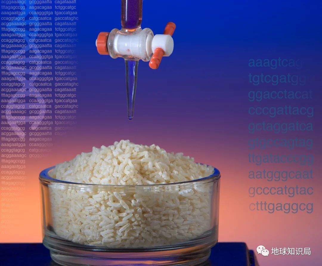 泰国米，从小吃到大|地球知识局