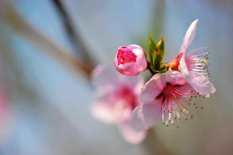 春夏之交，越来越多的花含苞欲放，这一百种娇媚蓓蕾真是美不胜收