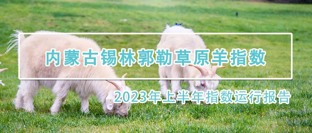 2023过半，锡林郭勒草原羊指数期中成绩出炉