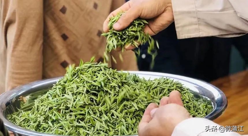 蒲江绿色生态屏障,蒲江县森林资源保护