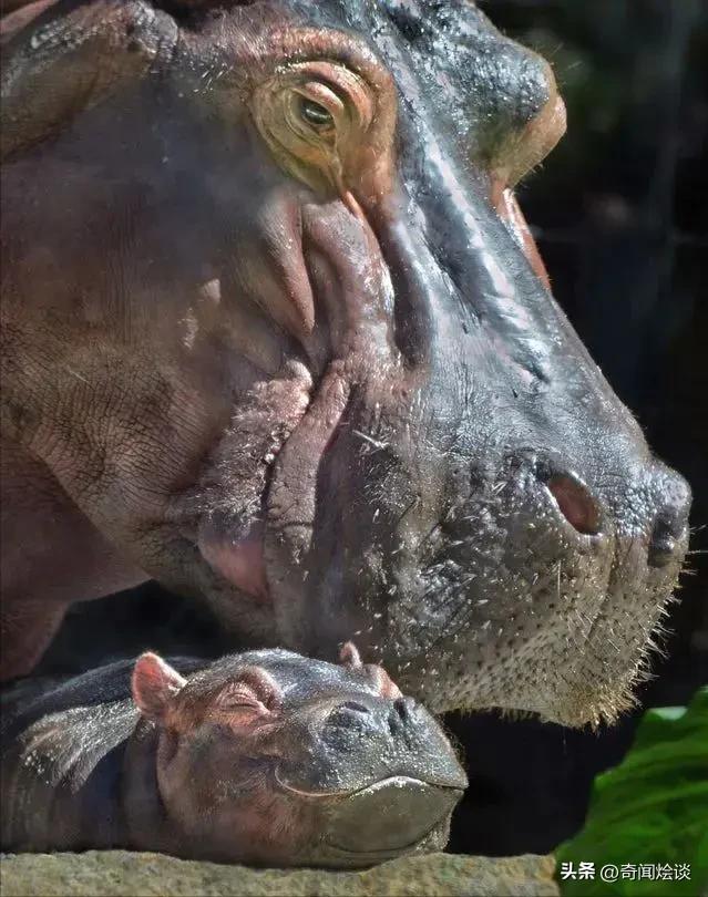 鬣狗捕食动物图片,鬣狗捕杀巨蟒