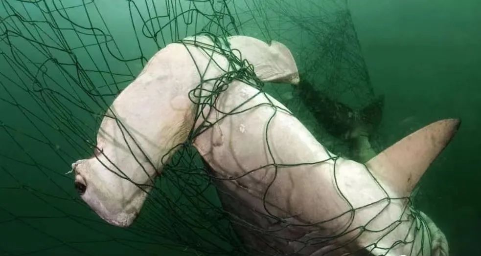 鲨鱼被割掉鱼鳍还能活多久,现在鲨鱼每年有多少被杀