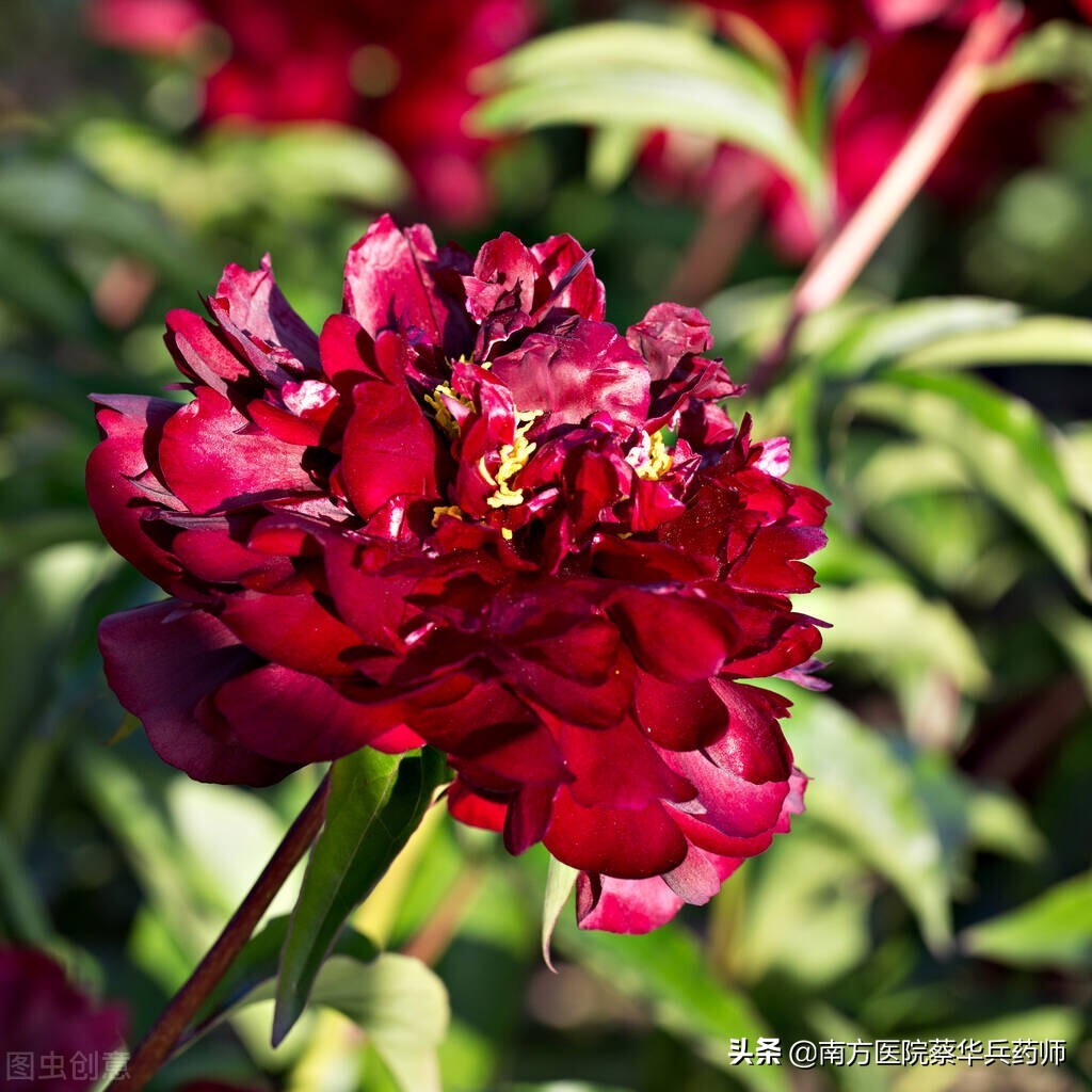 治疗卵巢囊肿的中药方剂大全,专治卵巢囊肿不孕的中草药大全