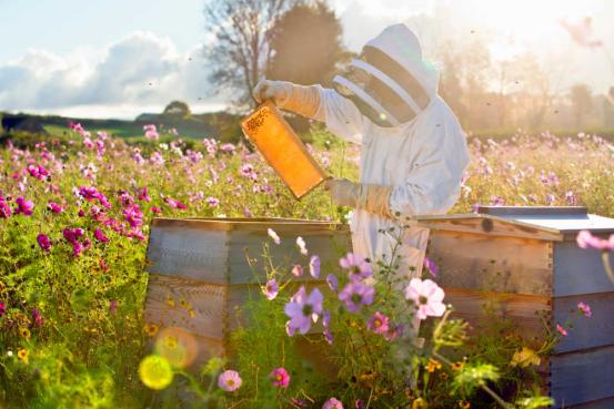 云南金石蜜怎么吃,云南天然金石蜜