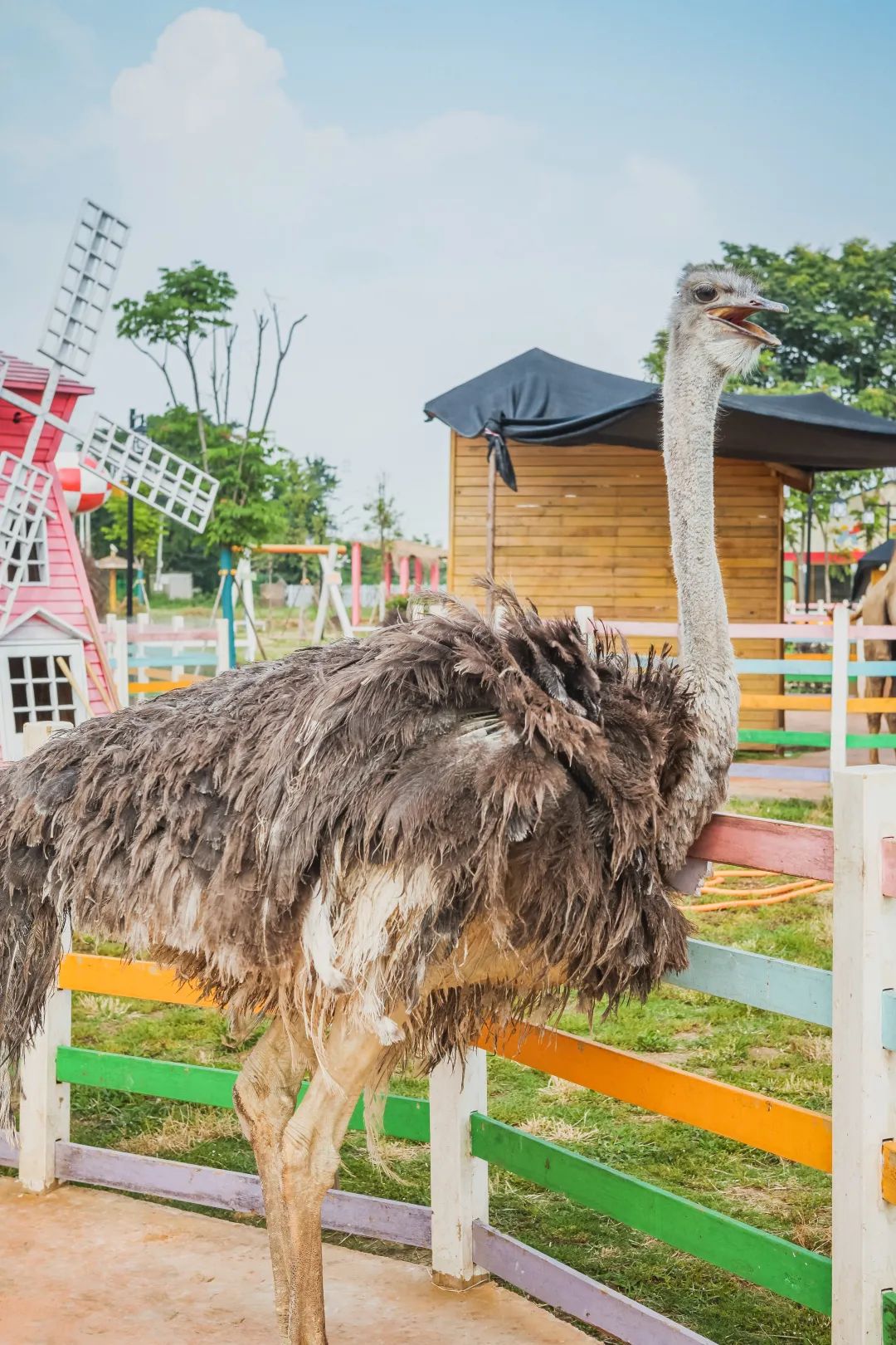 稻梦空间乡村生态观光园,稻梦空间采摘园